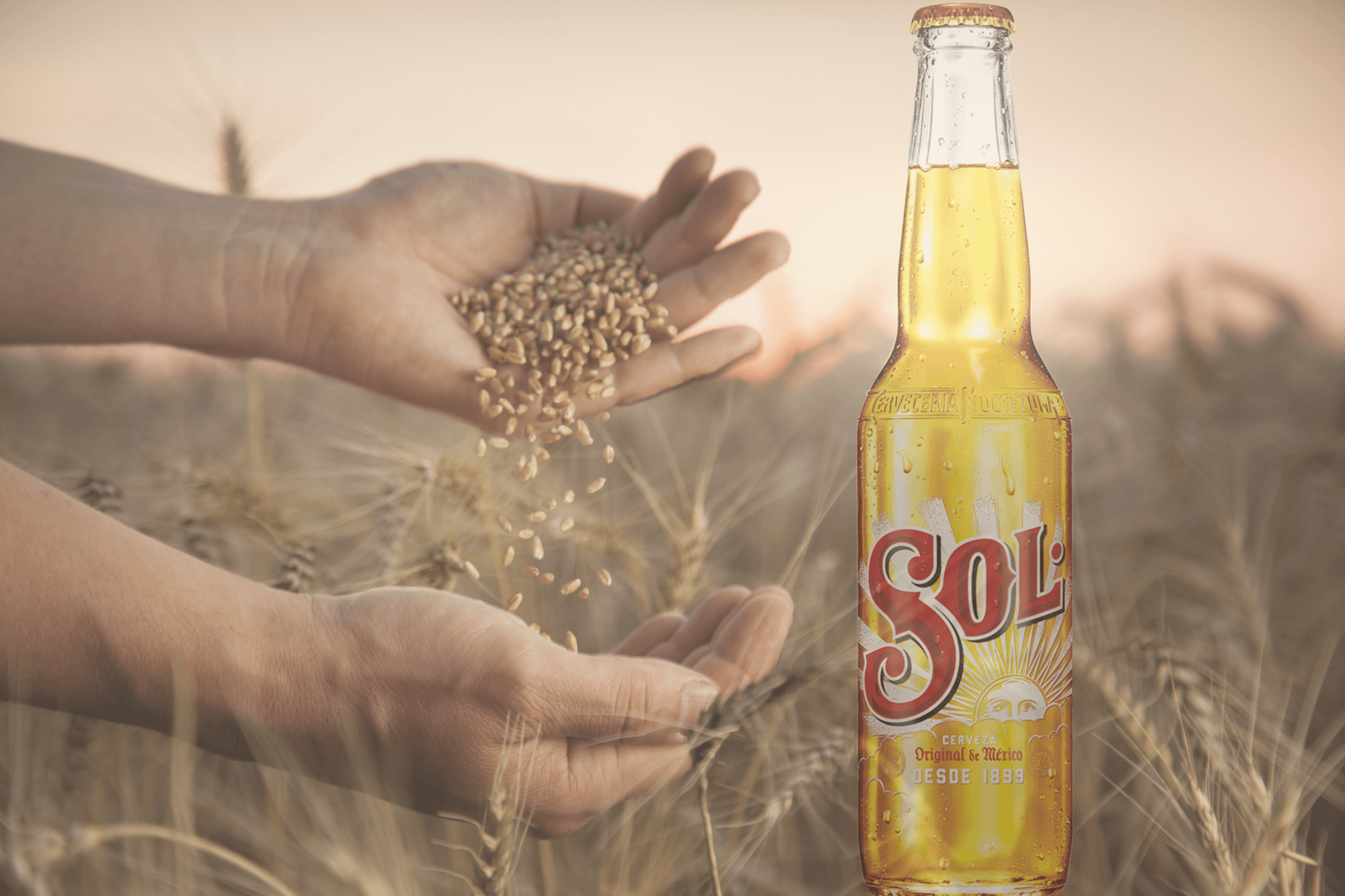Sol Web